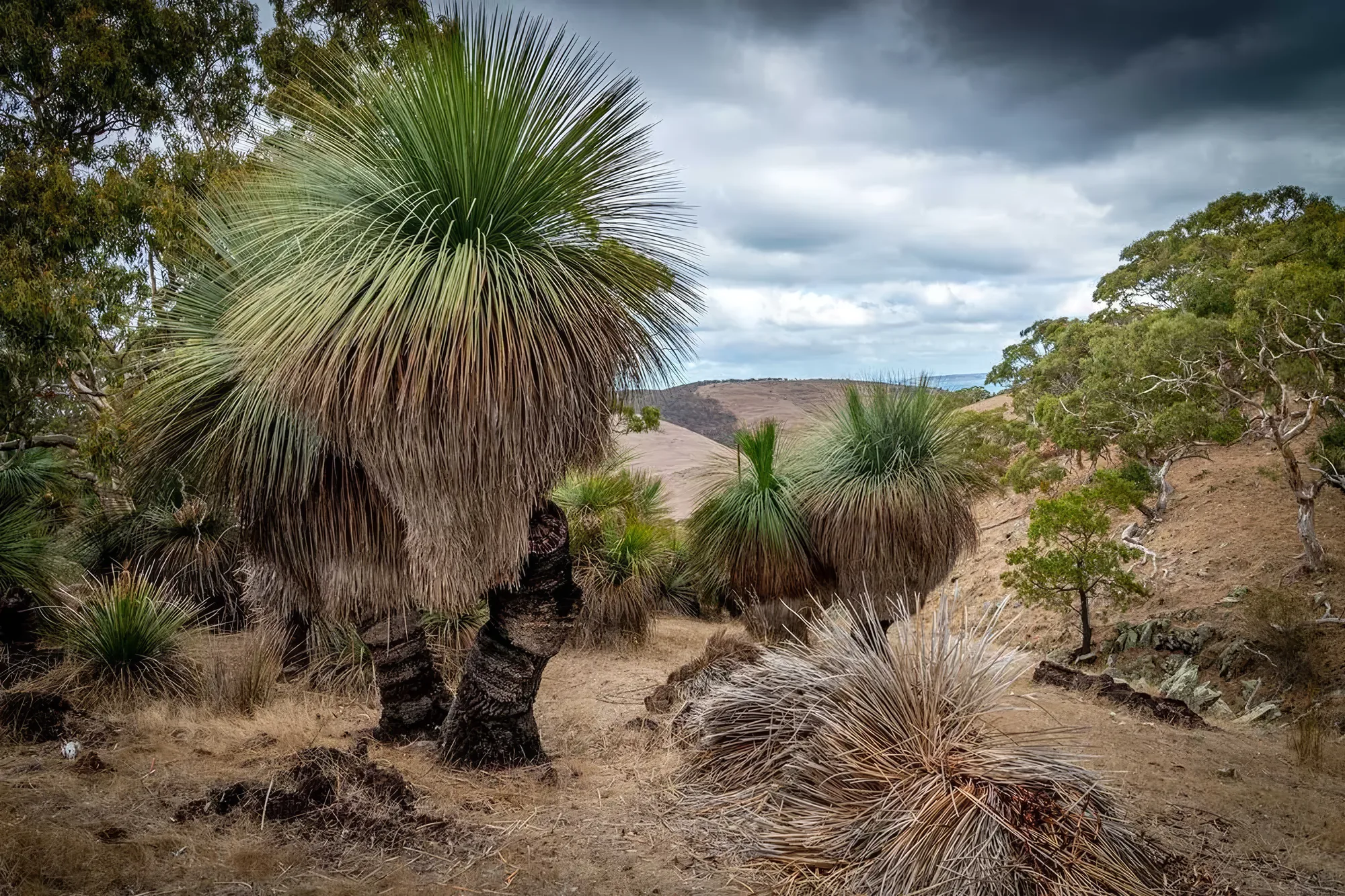 Ancient grass trees, some estimated at 1,500 years old