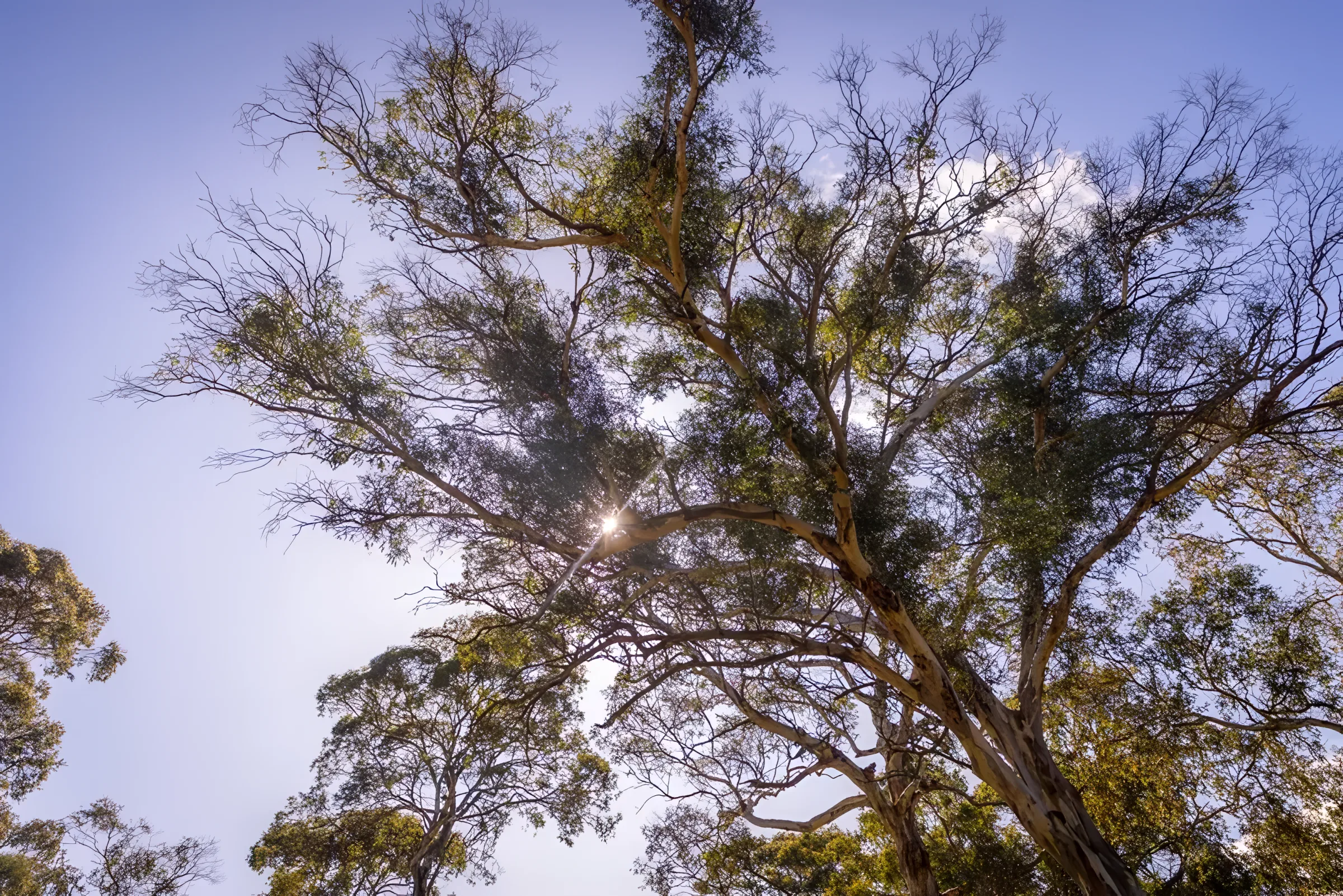 Looking up into a gum tree on the farm
