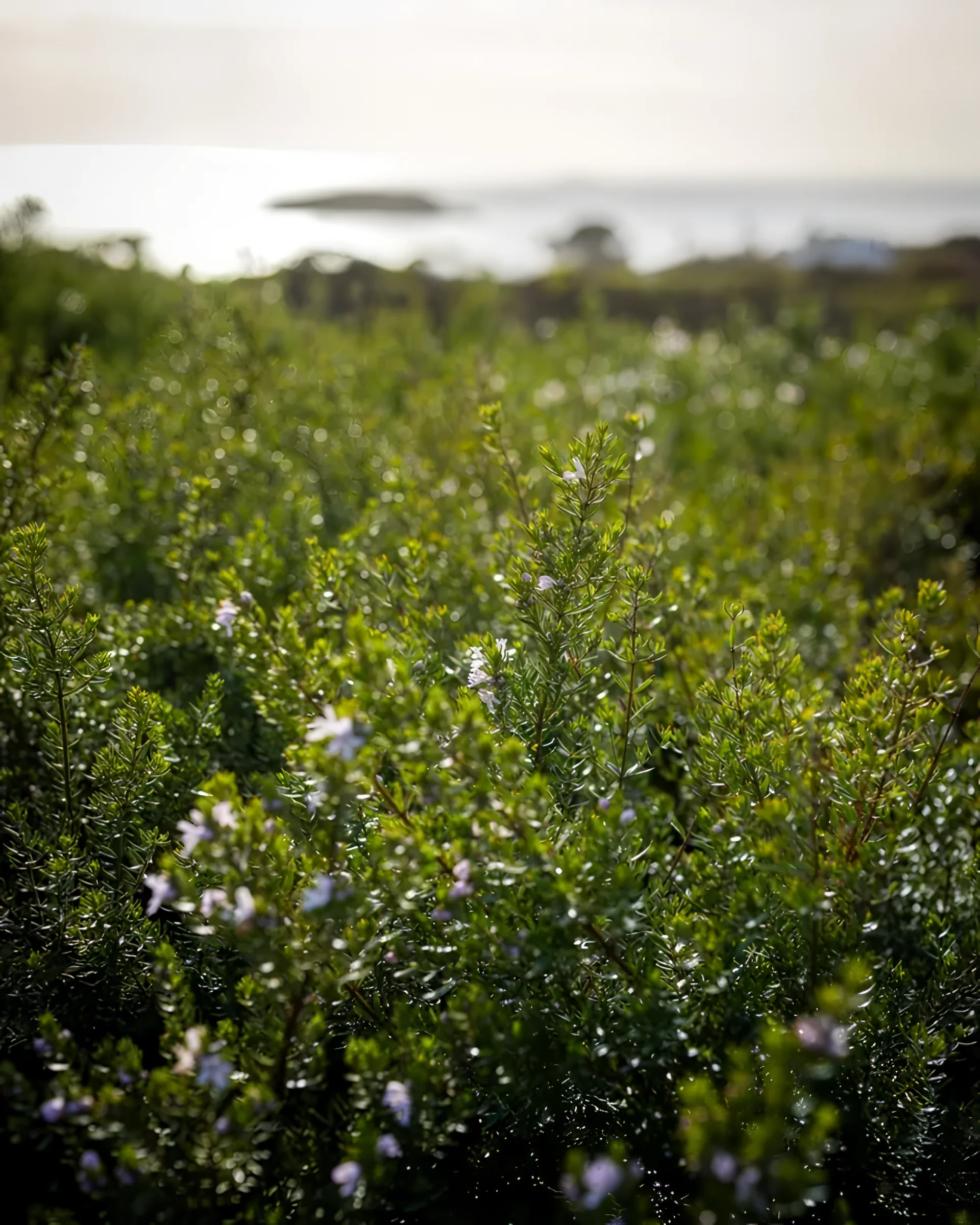 Wildflowers on the property at Encounter Bay