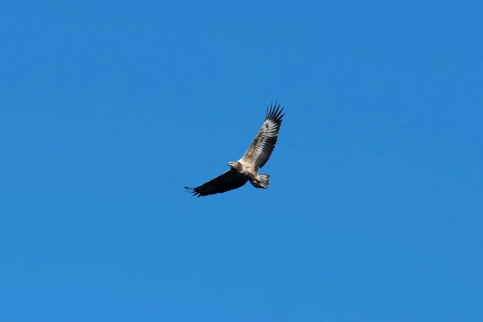 A wedge-tailed eagle soaring over the property