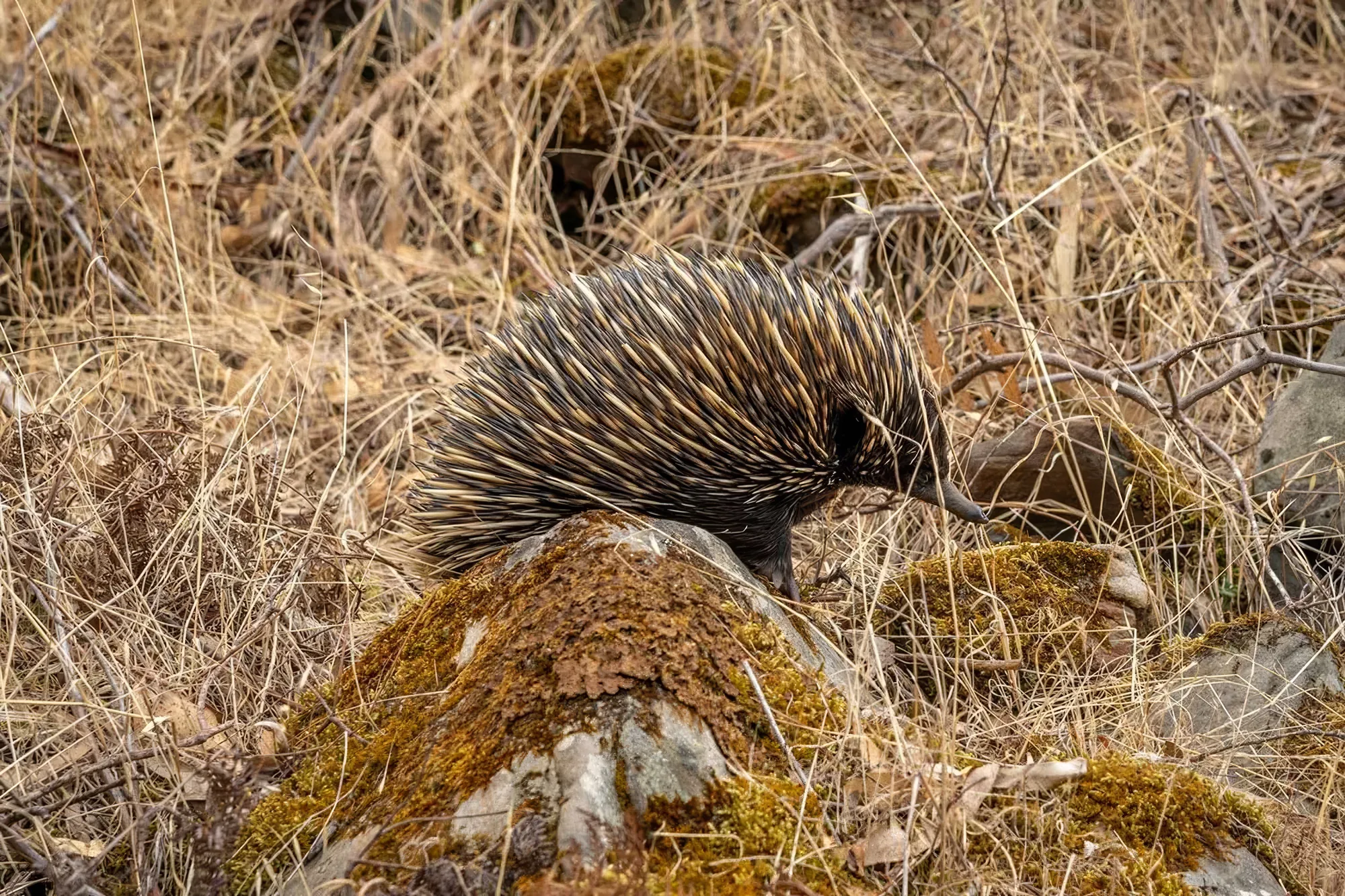 A short-beaked echidna foraging among the rocks