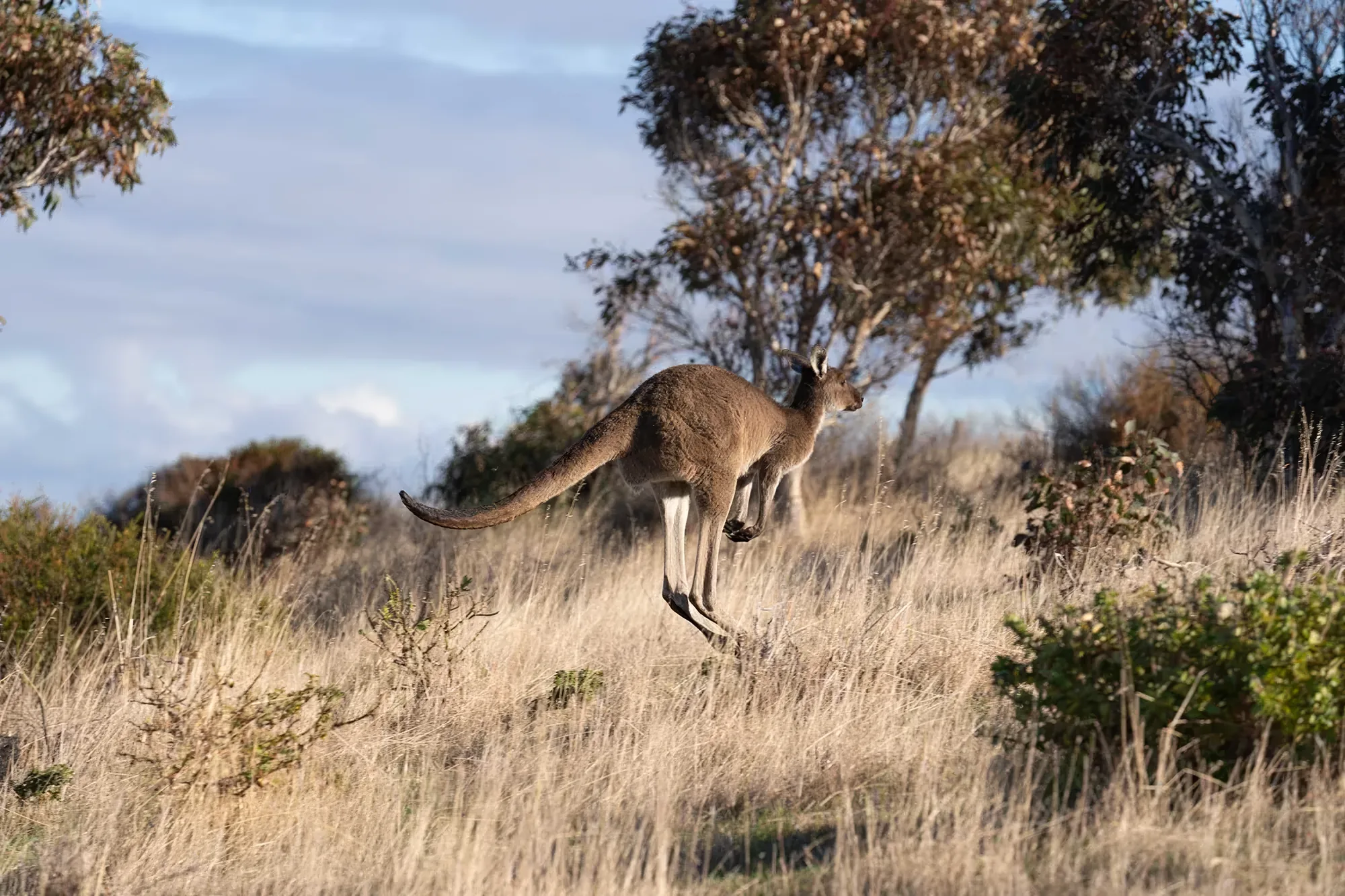 A western grey kangaroo mid-bound through the grass