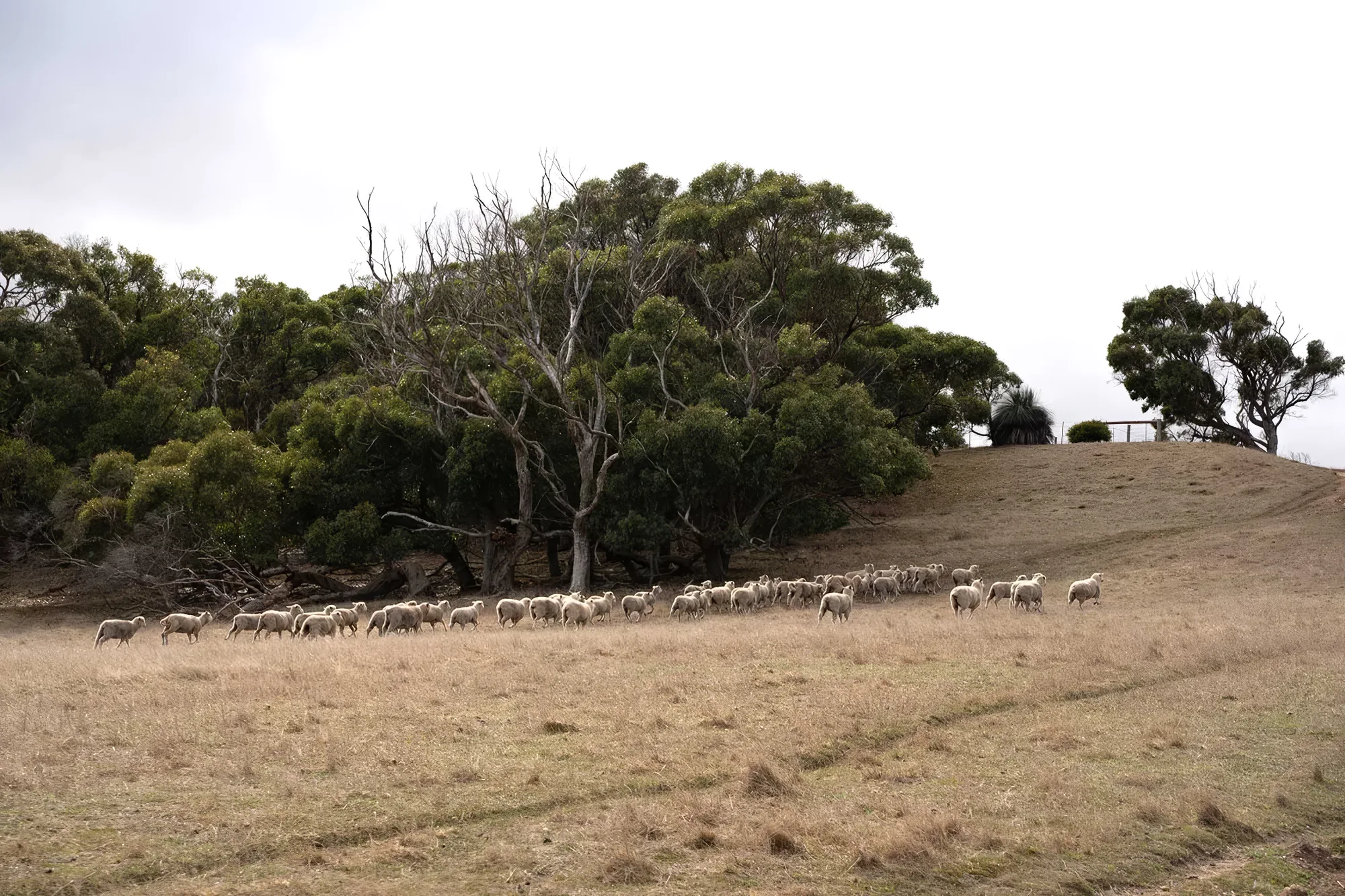 Sheep grazing on the working farm that surrounds the retreat